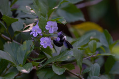 Xylocopa phalothorax