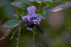 Xylocopa phalothorax