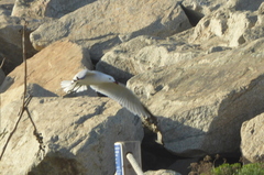 Ichthyaetus audouinii