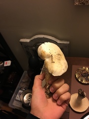 Leucopaxillus albissimus image