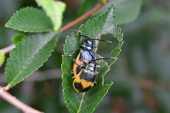 Monocesta ducalis