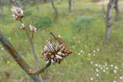 Agapanthia asphodeli