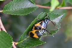 Monocesta ducalis