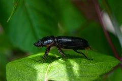 Passalus punctatostriatus