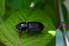 Passalus punctatostriatus