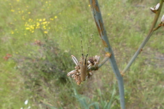 Agapanthia asphodeli