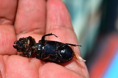 Passalus punctatostriatus