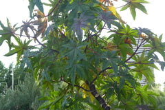 Ricinus communis