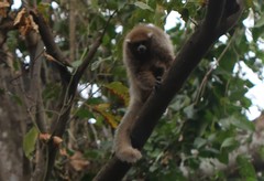Plecturocebus donacophilus
