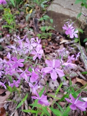 Phlox pilosa pilosa