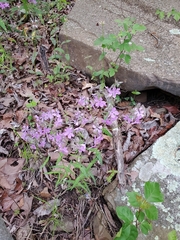 Phlox pilosa pilosa