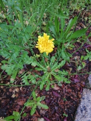 Hypochaeris radicata