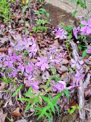 Phlox pilosa pilosa