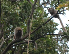 Plecturocebus donacophilus