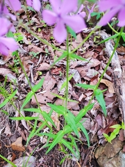 Phlox pilosa pilosa