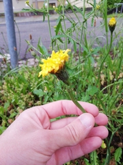 Hypochaeris radicata