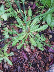 Hypochaeris radicata