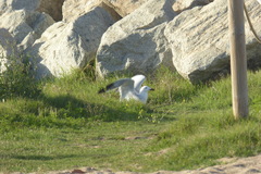 Ichthyaetus audouinii