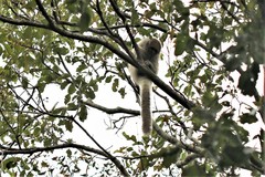 Plecturocebus donacophilus