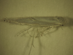 Stegommata sulfuratella