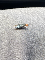 Acantholyda erythrocephala