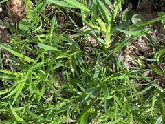 Poa remota