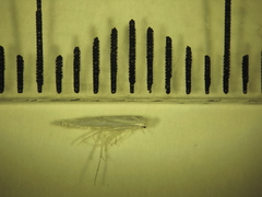 Stegommata sulfuratella