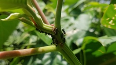 Tragopini