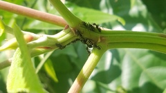 Tragopini