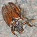 Common Cockchafer - Photo (c) Kim Falck, some rights reserved (CC BY-NC), uploaded by Kim Falck