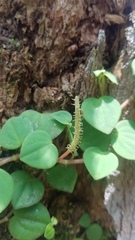 Peperomia serpens