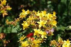 Hypericum × desetangsii