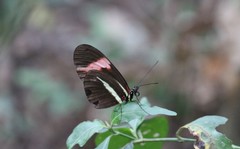Heliconius erato phyllis