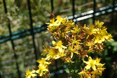 Hypericum × desetangsii