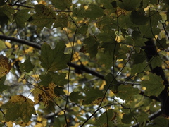Acer binzayedii