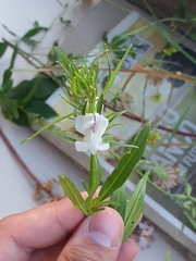 Misopates calycinum