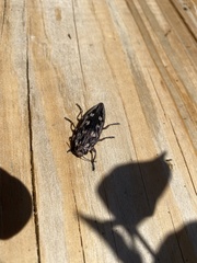 Chalcophora virginiensis