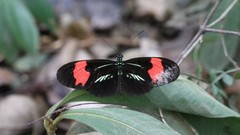 Heliconius erato phyllis