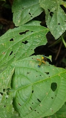 Eumastax