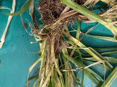 Poa remota