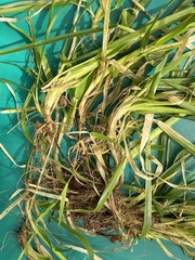 Poa remota