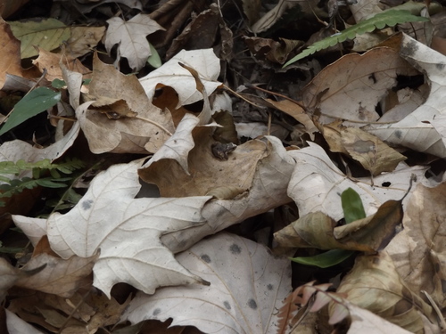Smith's Pygmy Robber Frog