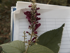 Salvia iodantha