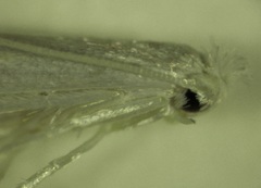Stegommata sulfuratella