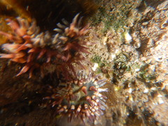 Bunodosoma californica