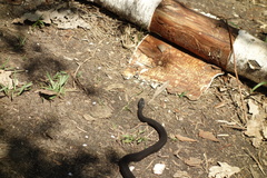 Vipera nikolskii