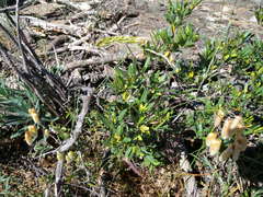 Cneorum tricoccon