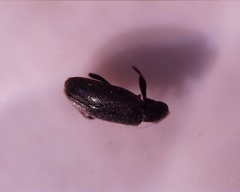 Coleoptera