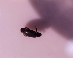 Coleoptera