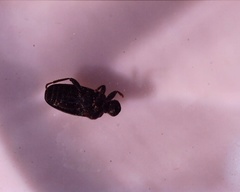 Coleoptera